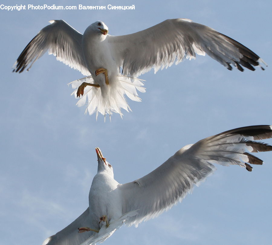 Bird, Seagull, Crane Bird, Heron, Booby, Dove, Pigeon