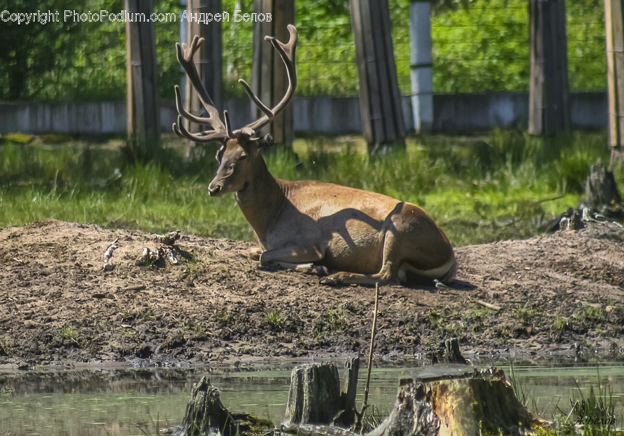 Animal, Wildlife, Antelope, Mammal, Deer