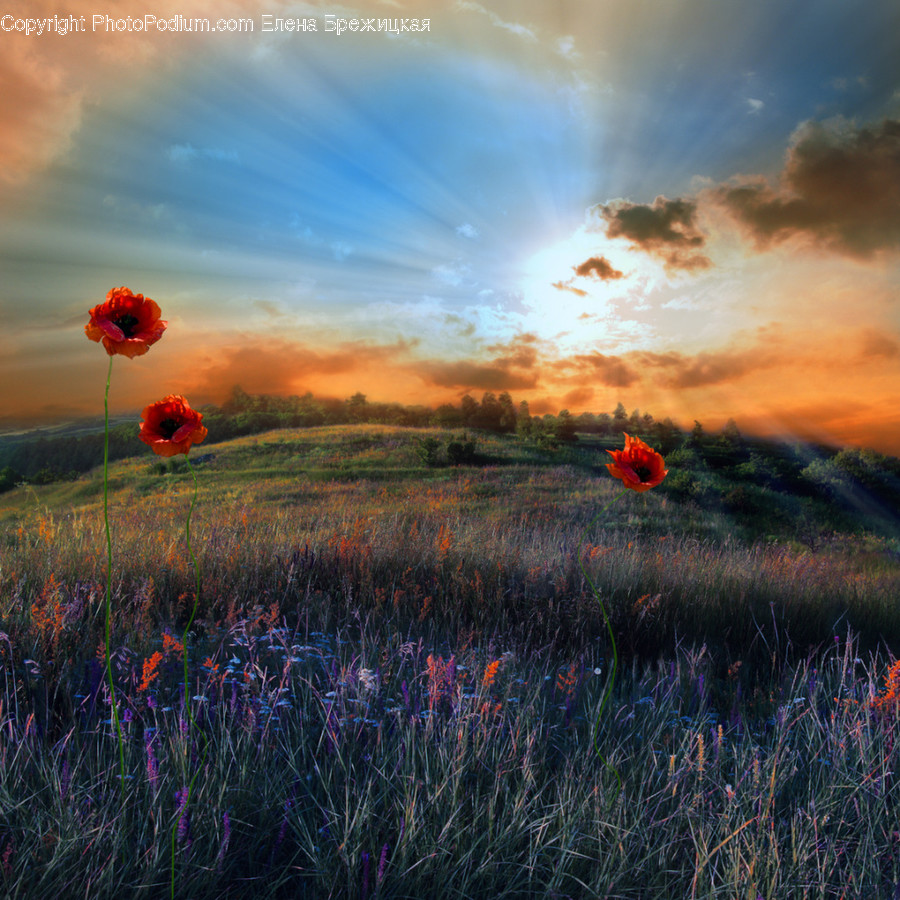 Nature, Outdoors, Scenery, Landscape, Plant