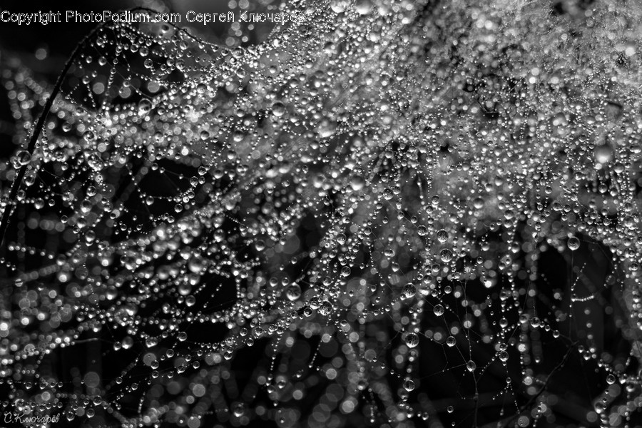 Spider Web