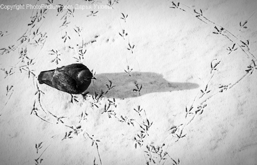 Animal, Bird, Finch, Agelaius, Blackbird