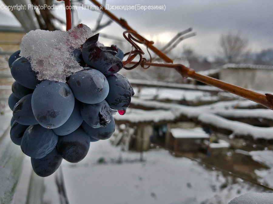 Plant, Fruit, Grapes, Food, Fungus