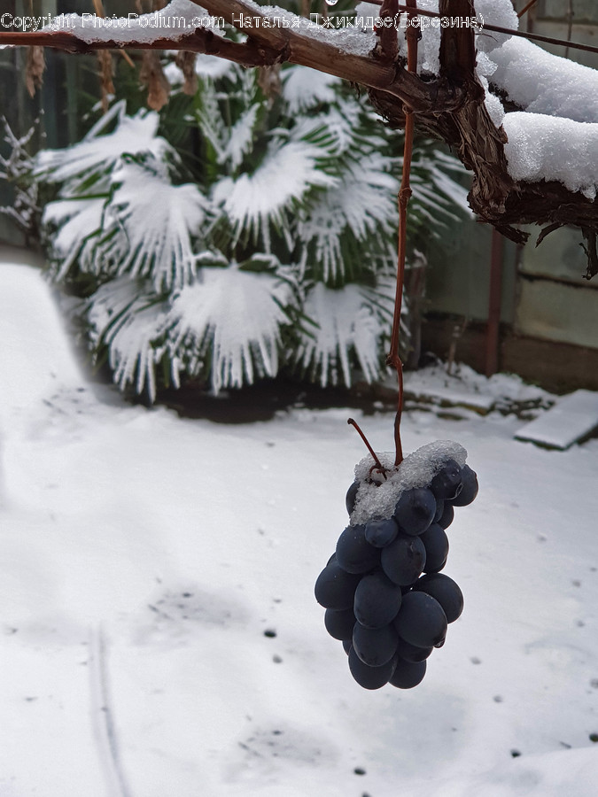 Plant, Grapes, Fruit, Food, Outdoors