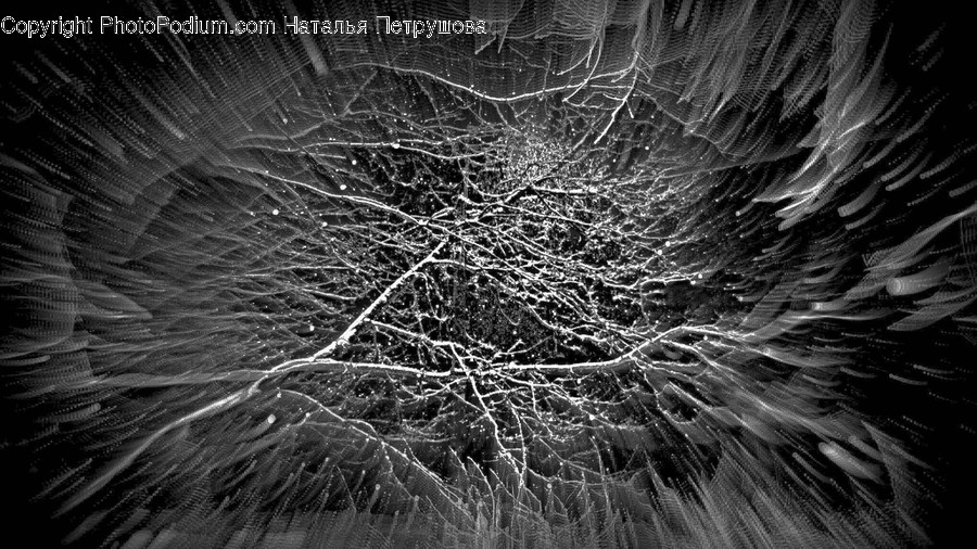 Plant, Tree, Nature, Outdoors, Ice