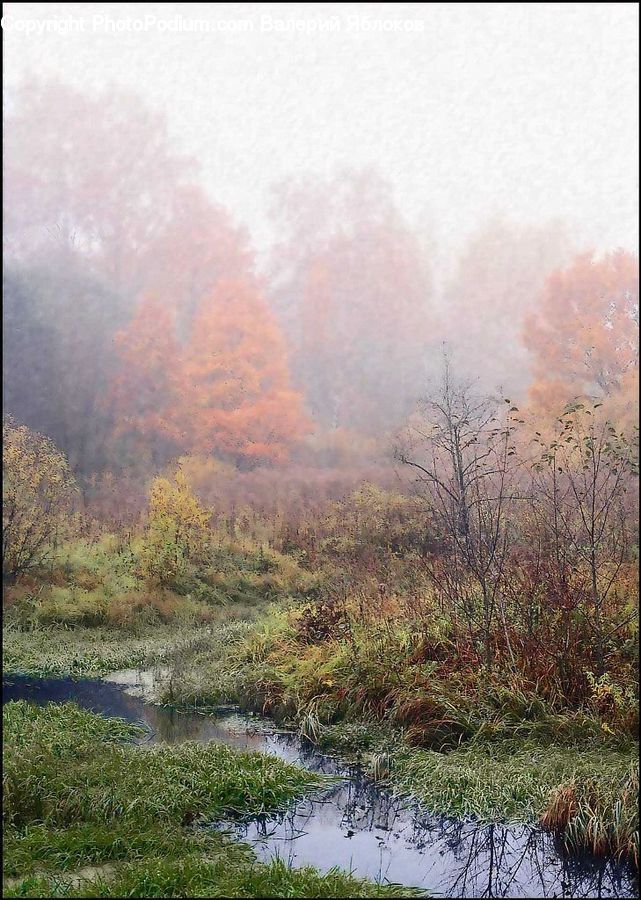 Plant, Potted Plant, Grass, Reed, Land, Marsh, Pond