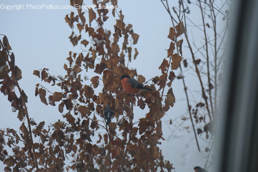 Bird, Robin, Animal