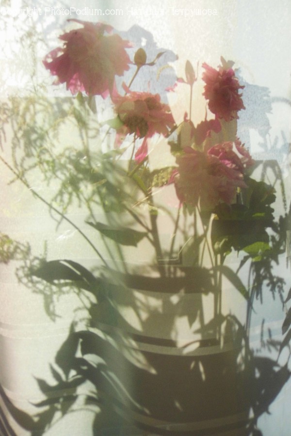 Plant, Leaf, Flower, Blossom, Flower Arrangement