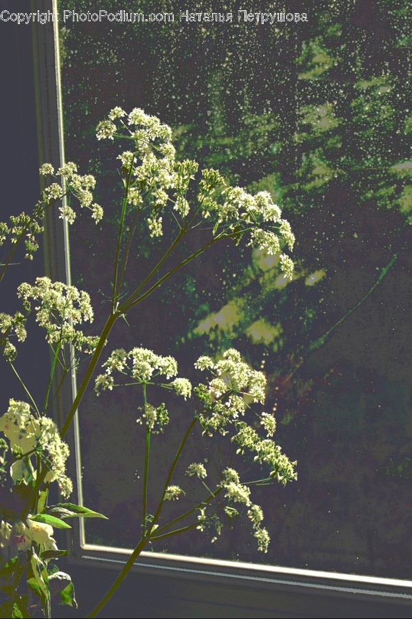 Plant, Apiaceae, Blossom, Flower, Green