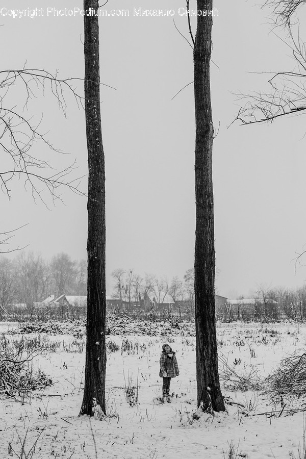 Plant, Tree, Human, Person, Tree Trunk