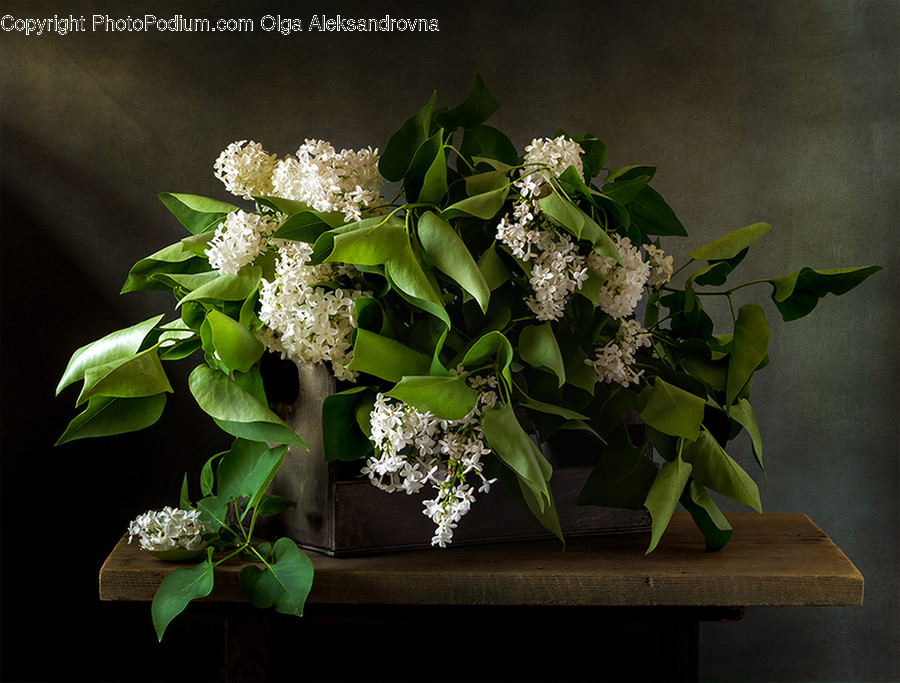 Plant, Flower, Blossom, Flower Arrangement, Flower Bouquet