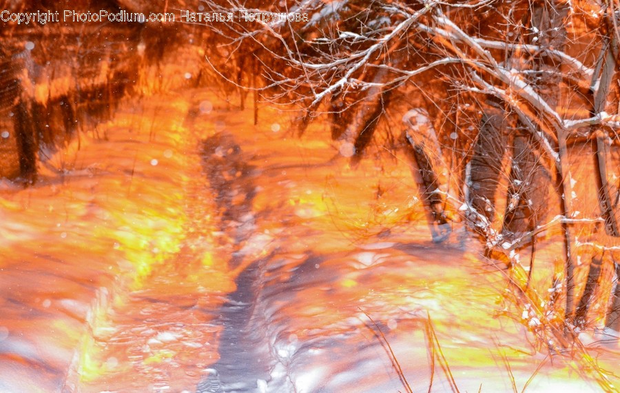 Plant, Fire, Root, Grass, Vegetation