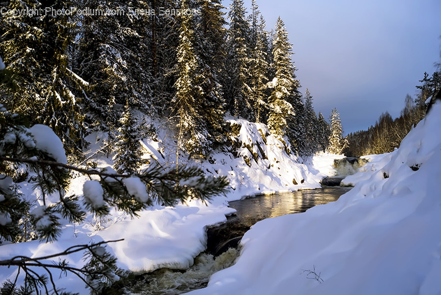 Tree, Plant, Fir, Abies, Conifer