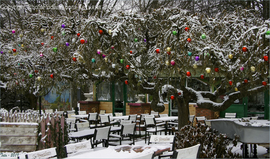 Outdoors, Nature, Snow, Plant, Winter