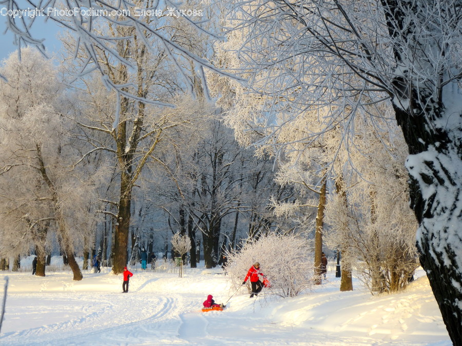 Nature, Person, Human, Outdoors, Ice