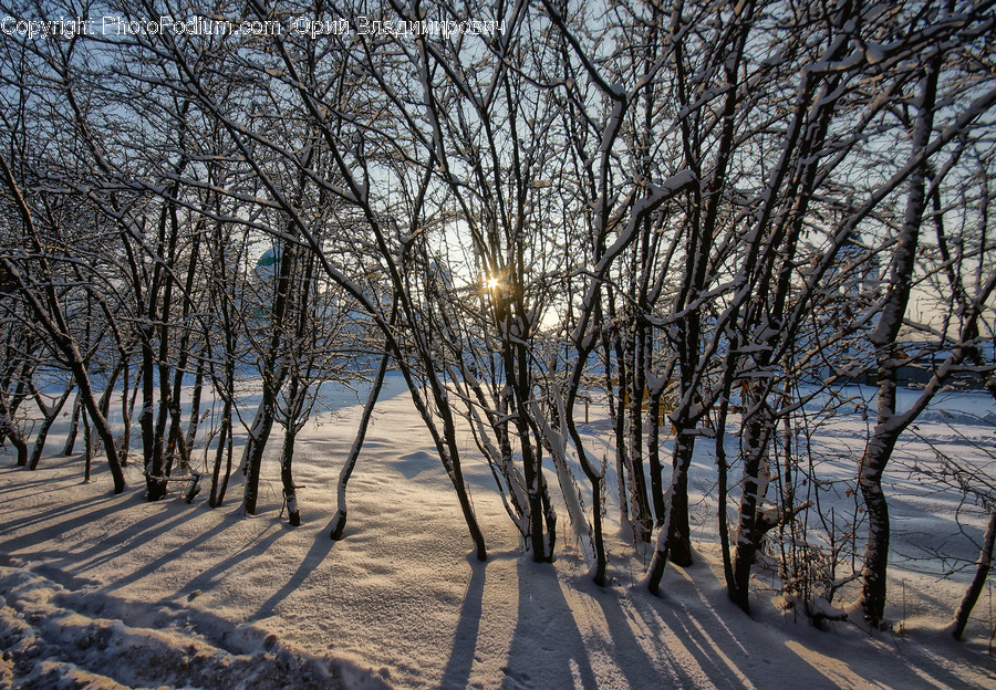 Nature, Flare, Light, Outdoors, Tree