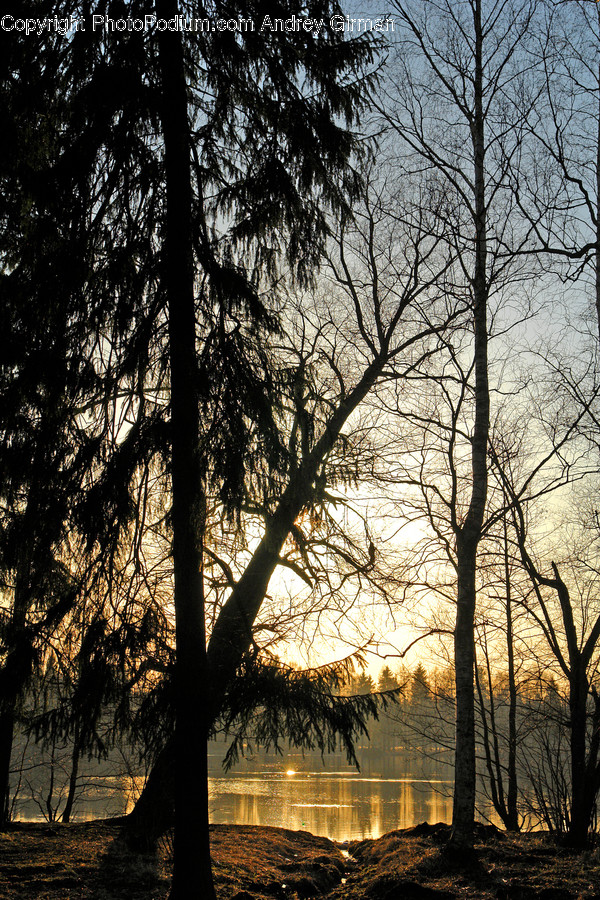 Plant, Tree, Nature, Outdoors, Flare