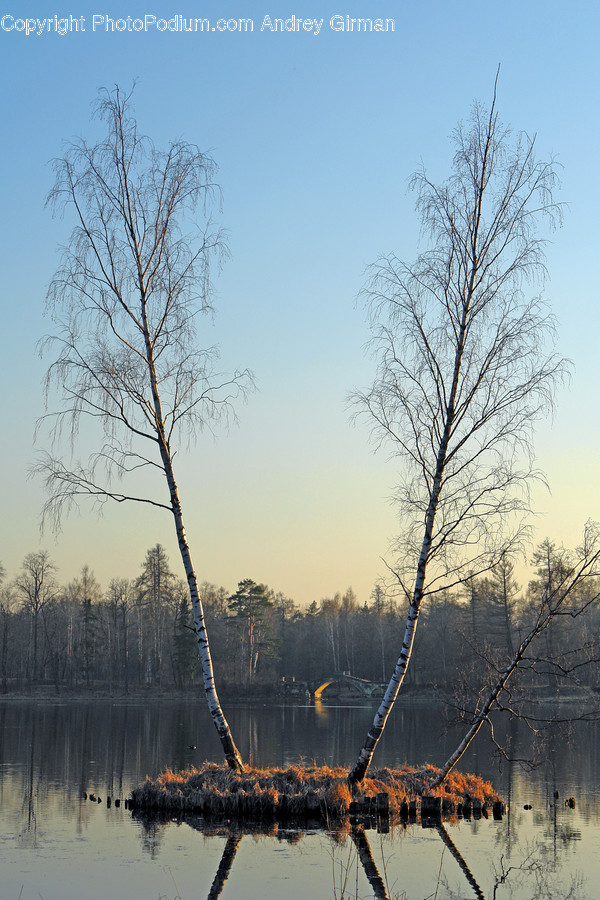 Nature, Outdoors, Land, Water, Tree