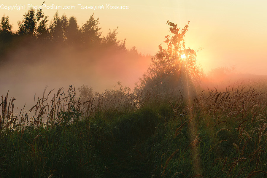 Nature, Weather, Outdoors, Fog, Mist