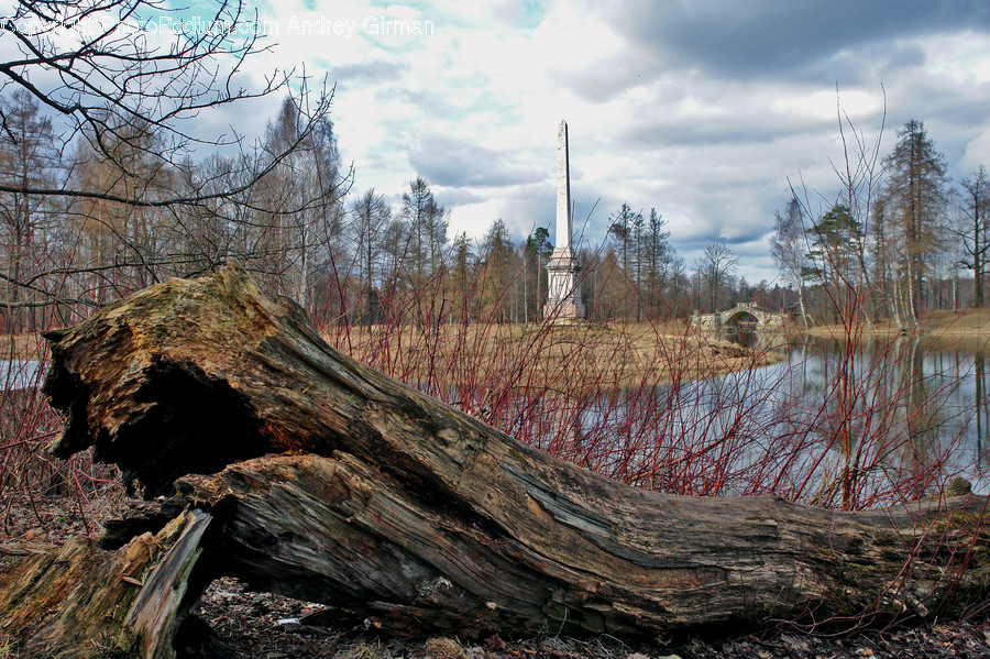 Wood, Tree, Plant, Tree Trunk, Ground