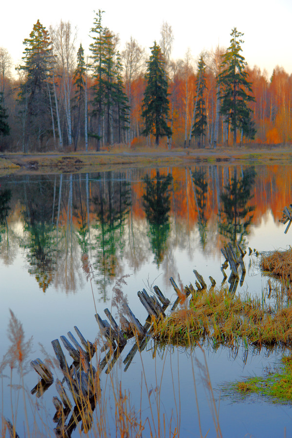 Tree, Plant, Fir, Abies, Water