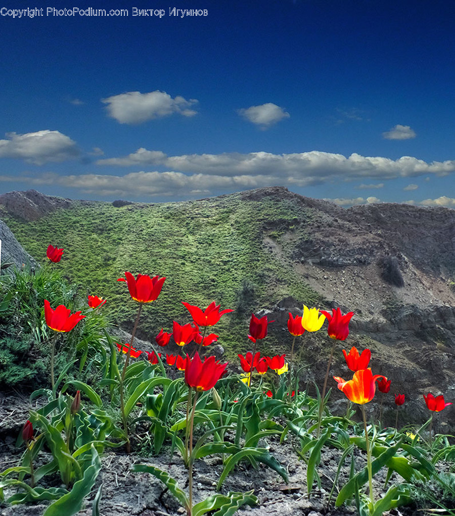 Plant, Flower, Blossom, Outdoors, Nature
