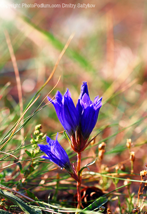 Plant, Flower, Blossom, Petal, Iris
