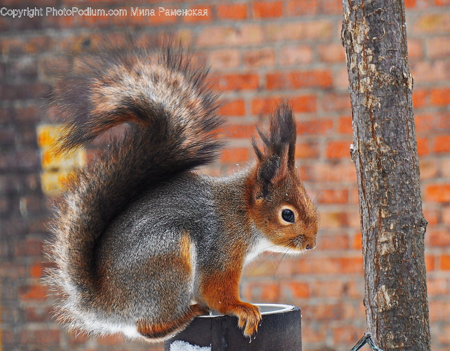 Squirrel, Animal, Rodent, Mammal, Pet