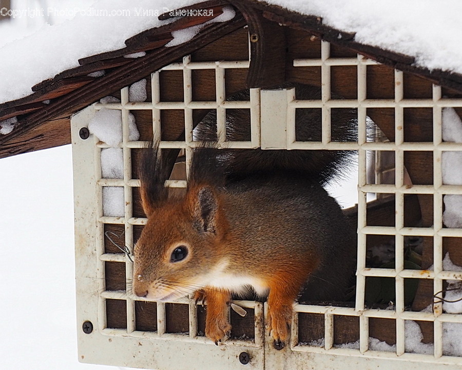 Animal, Pig, Mammal, Rodent, Squirrel