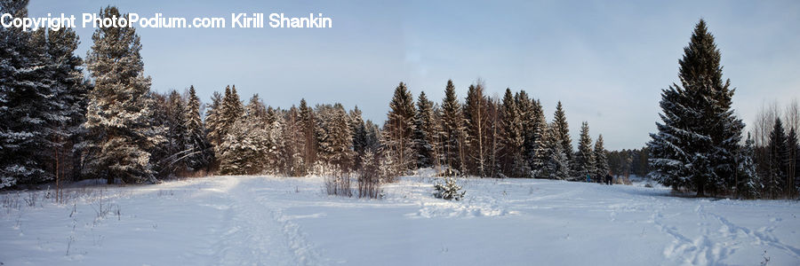 Conifer, Fir, Plant, Tree, Spruce, Wood, Forest