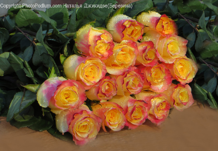Plant, Blossom, Flower, Flower Arrangement, Flower Bouquet