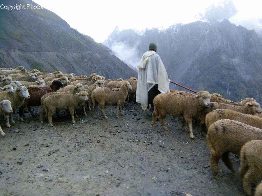 Animal, Mammal, Sheep, Human, Person
