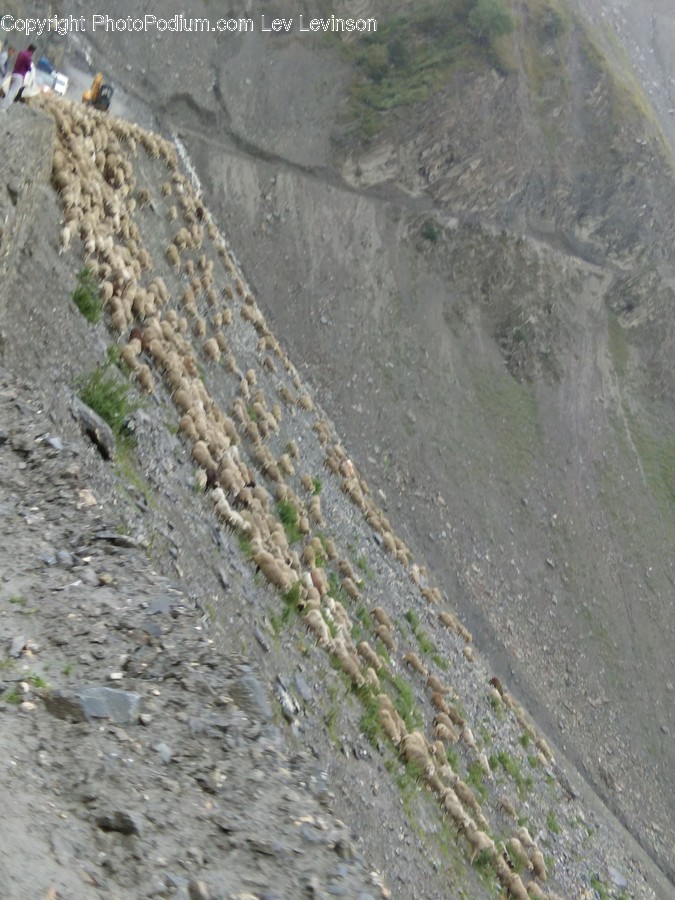 Slope, Person, Human, Nature, Outdoors