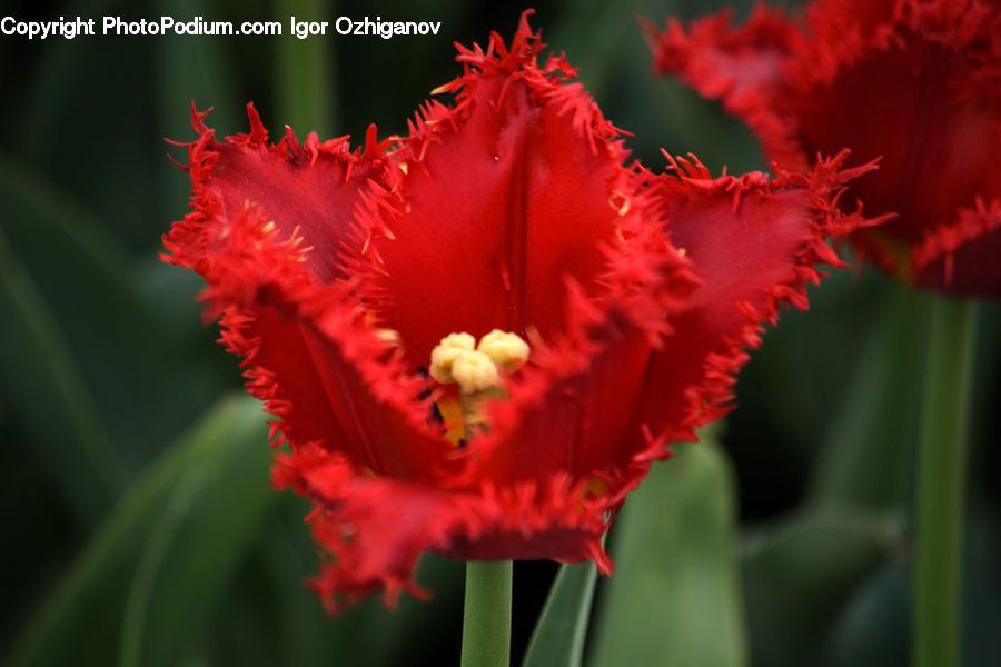Flora, Flower, Gladiolus, Plant, Blossom, Carnation, Poppy