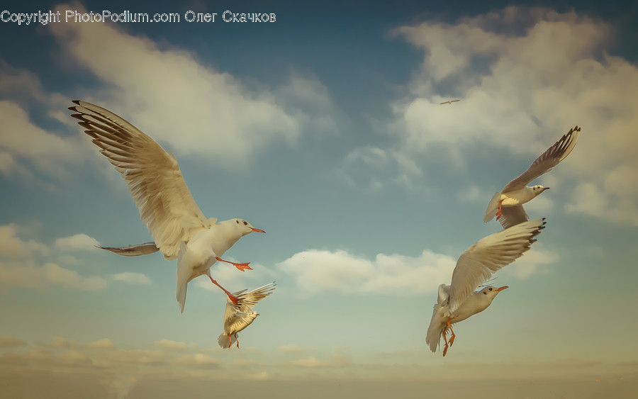 Bird, Animal, Seagull, Flying, Waterfowl