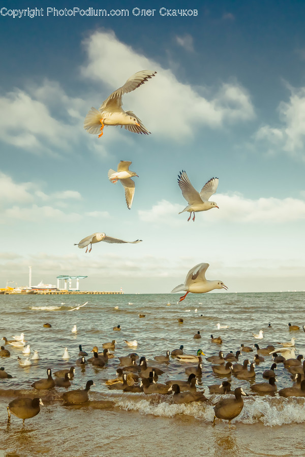 Animal, Bird, Flock, Flying, Waterfowl