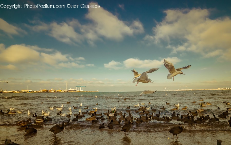 Animal, Bird, Flock, Flying, Seagull