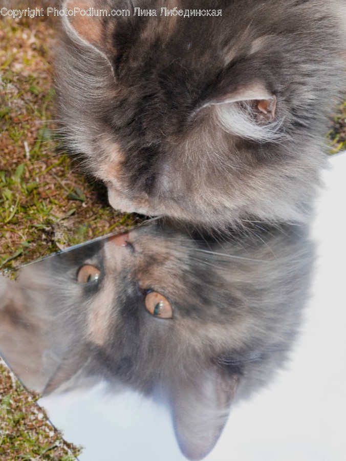 Mammal, Animal, Manx, Pet, Cat