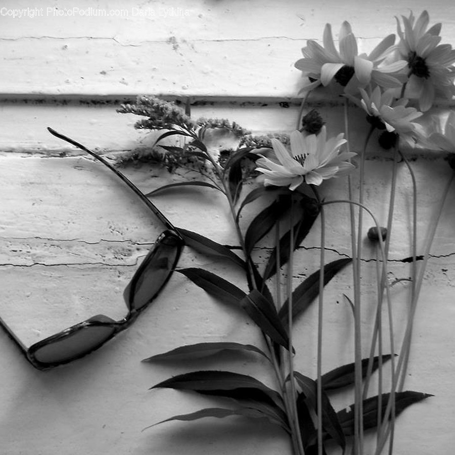 Leaf, Plant, Flower, Blossom, Petal