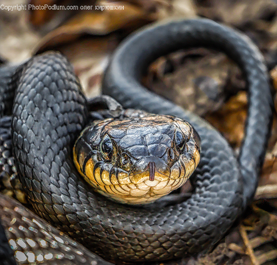 Reptile, Snake, Animal, Cobra, King Snake