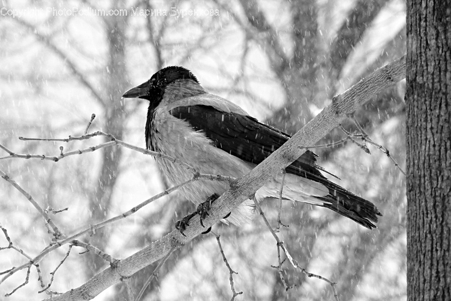 Animal, Bird, Crow, Agelaius, Blackbird