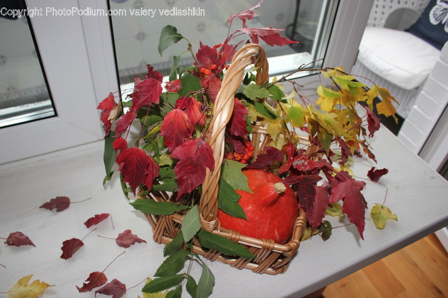 Plant, Leaf, Flower, Blossom, Flower Arrangement
