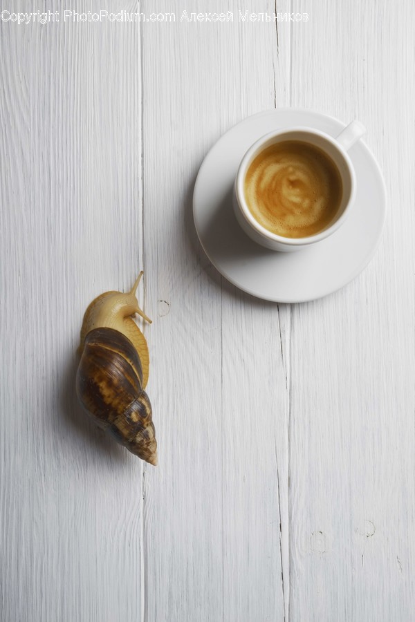 Insect, Animal, Invertebrate, Coffee Cup, Cup
