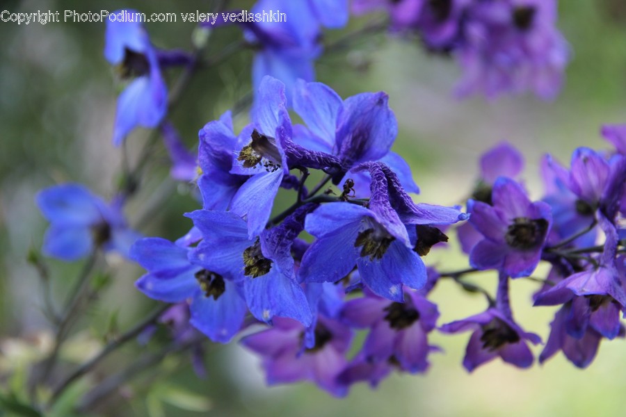 Blossom, Flower, Plant, Geranium, Iris