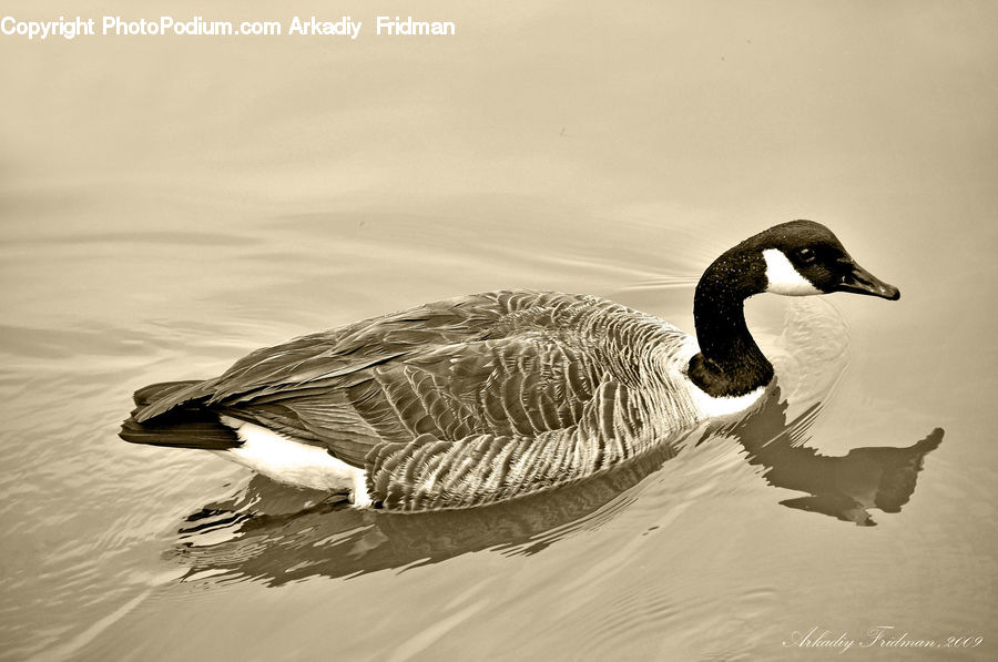Bird, Waterfowl, Goose, Beak