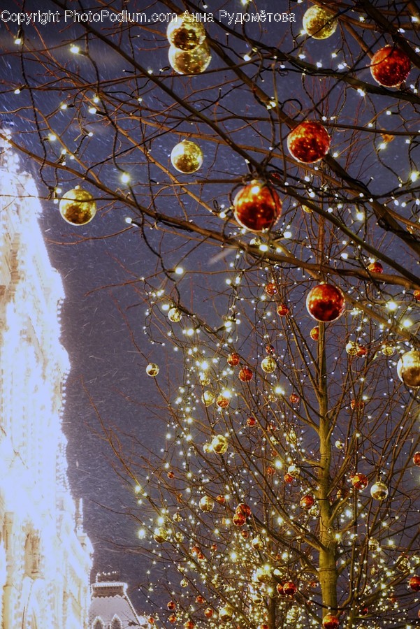 Plant, Tree, Produce, Food, Sphere