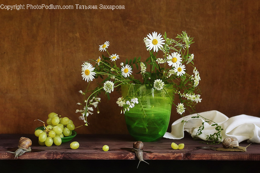 Plant, Blossom, Flower, Daisies, Daisy