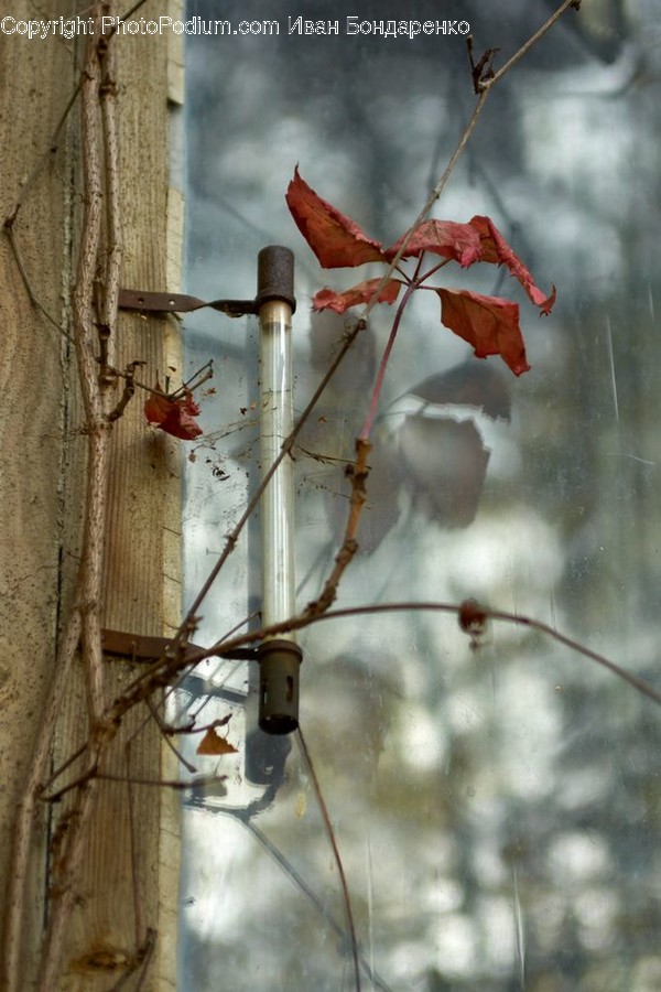 Plant, Leaf, Tree, Animal, Spider