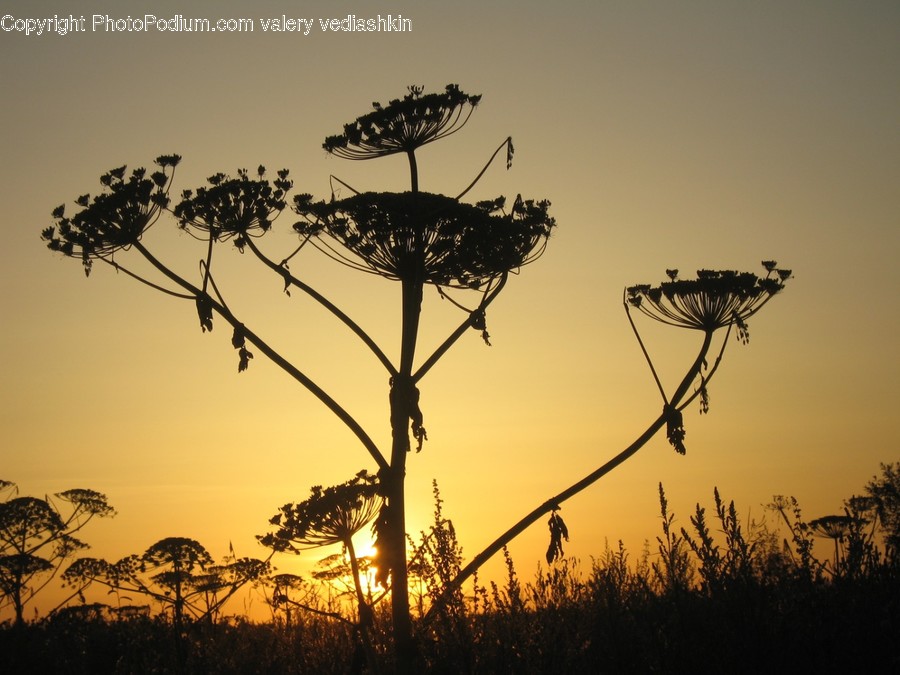 Nature, Outdoors, Sunlight, Dusk, Sunset
