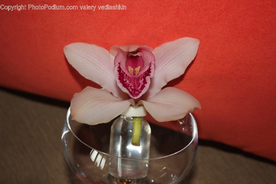 Plant, Pottery, Jar, Vase, Flower