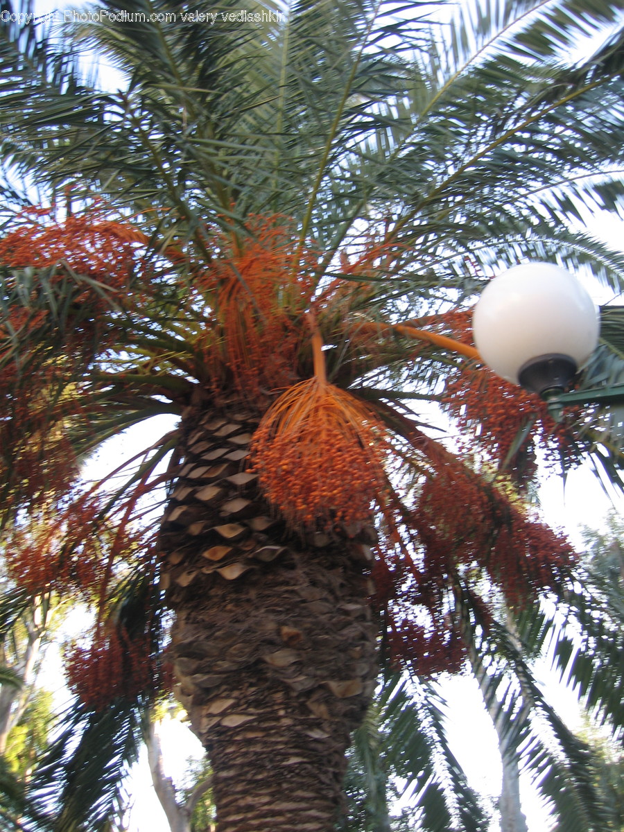 Tree, Plant, Arecaceae, Palm Tree, Abies